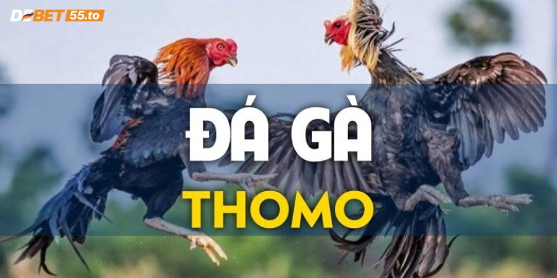 Các thể loại đá gà Thomo